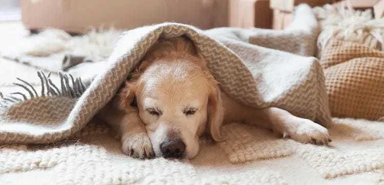 Perro con frío durmiendo calentito debajo de una manta de lana Perro blanco grande con frío durmiendo calentito debajo de una manta de lana