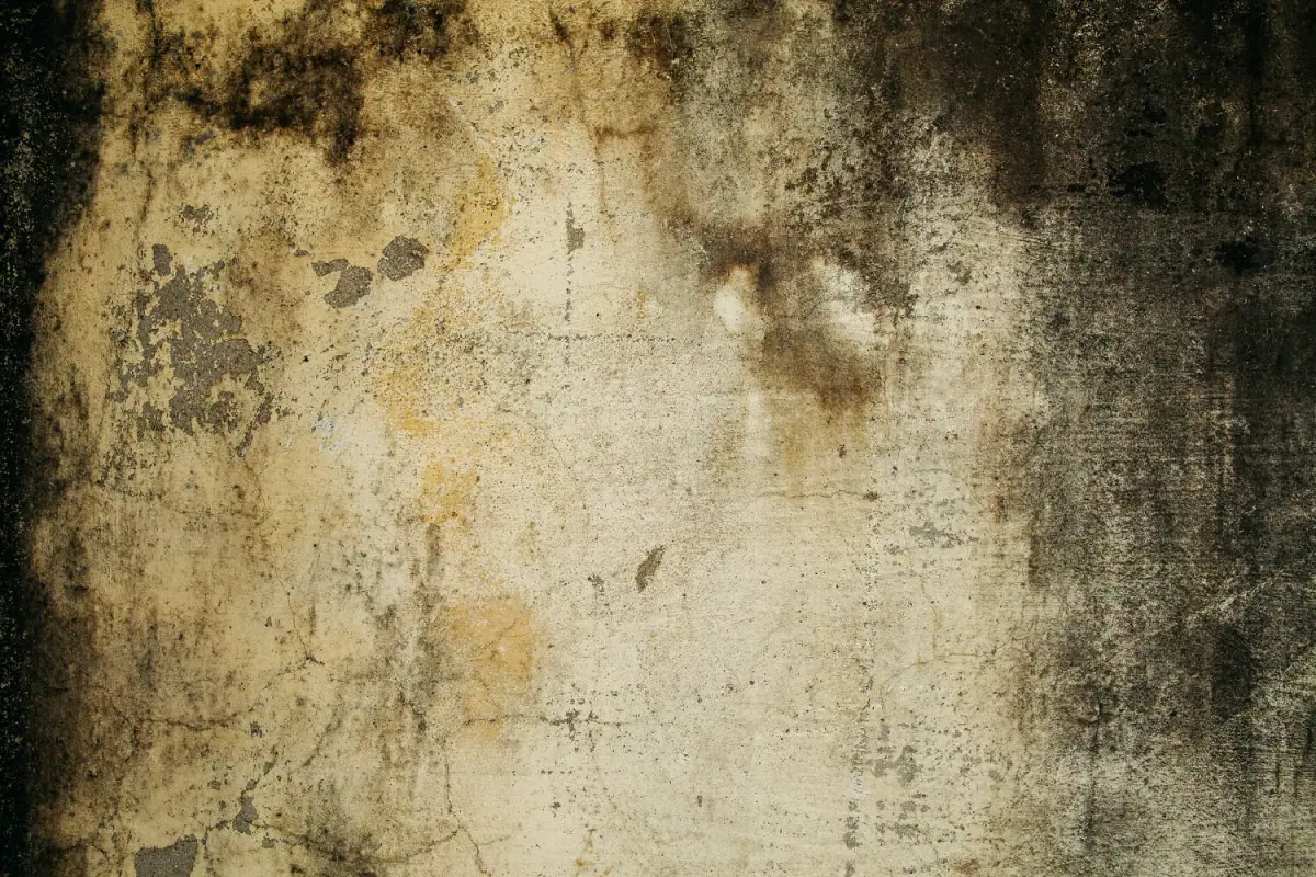Cómo eliminar el moho negro de una pared en el baño